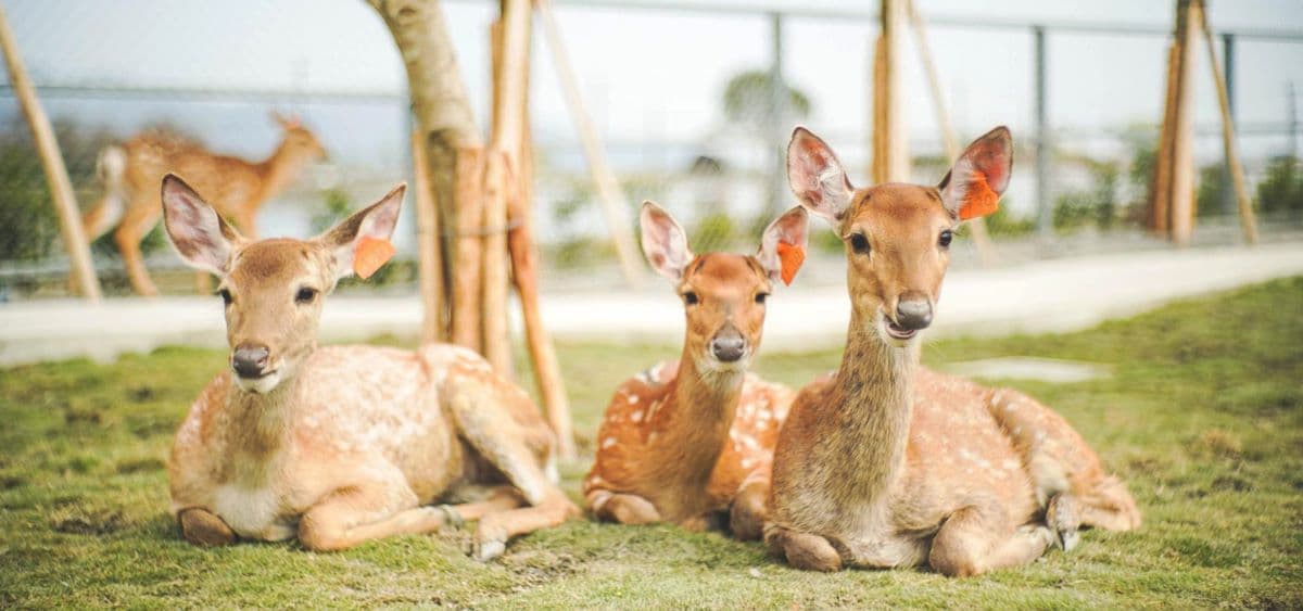 全台220家超夯農場!農遊超市現賺1000元好康,薰衣草森林、動物園區都能玩 全台220家超夯農場!農遊超市現賺1000元好康,薰衣草森林、動物園區都能玩