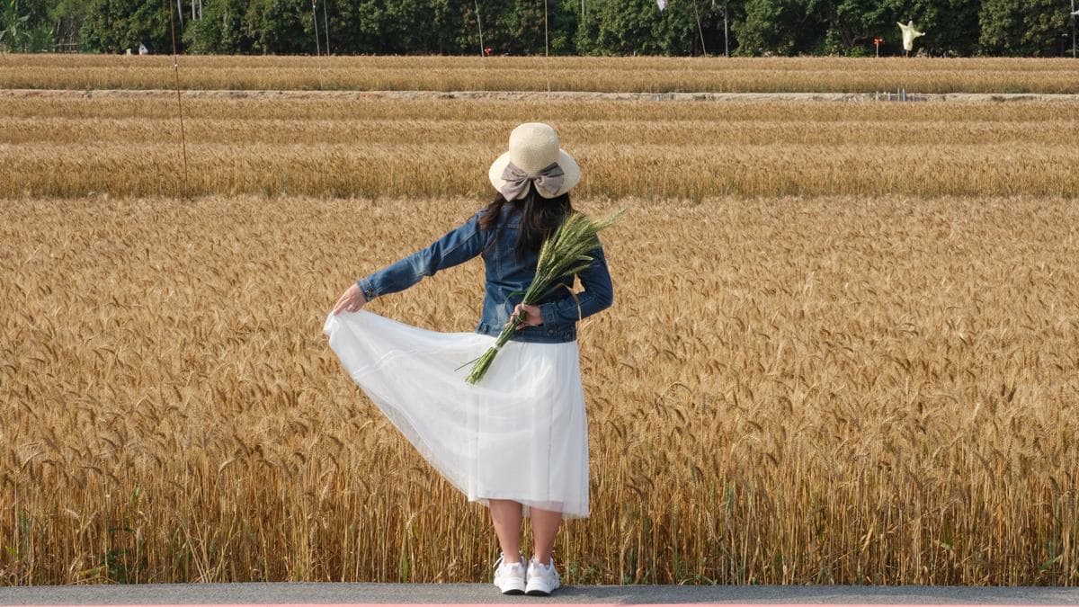 員林里寶興宮小麥田 img