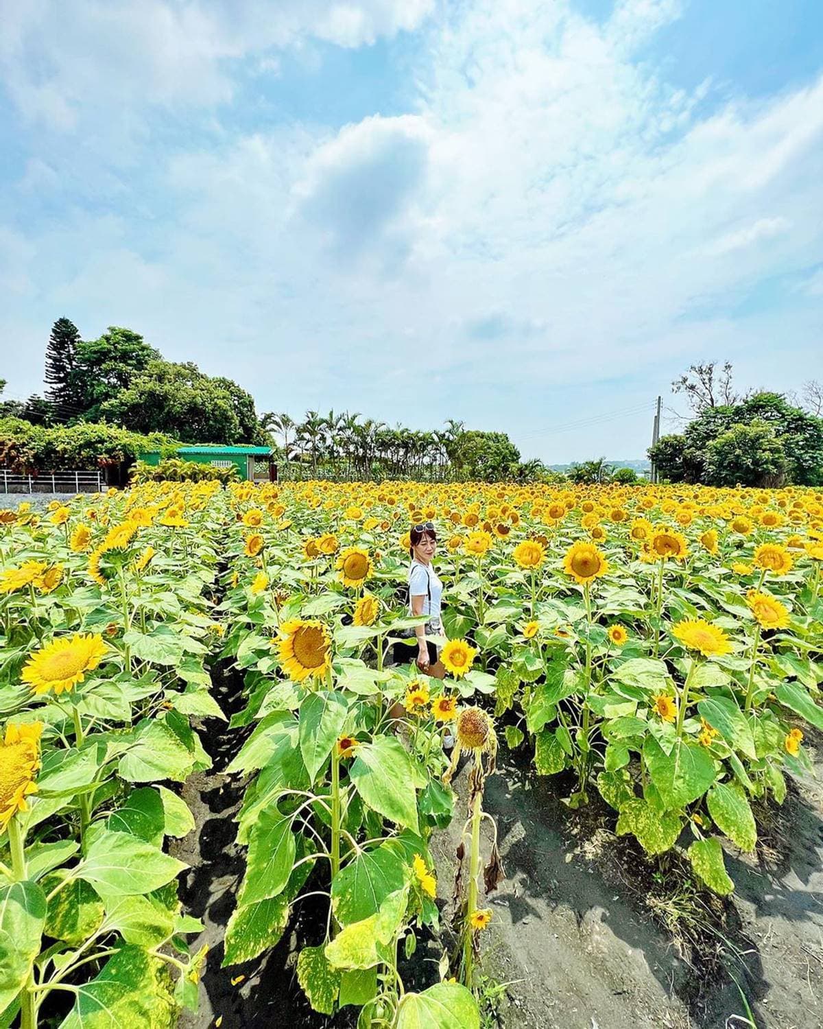 台中也有波波草!中社花市「抹茶丸子花海」洗版IG,台中人參觀享半價快衝 台中也有波波草!中社花市「抹茶丸子花海」洗版IG,台中人參觀享半價快衝