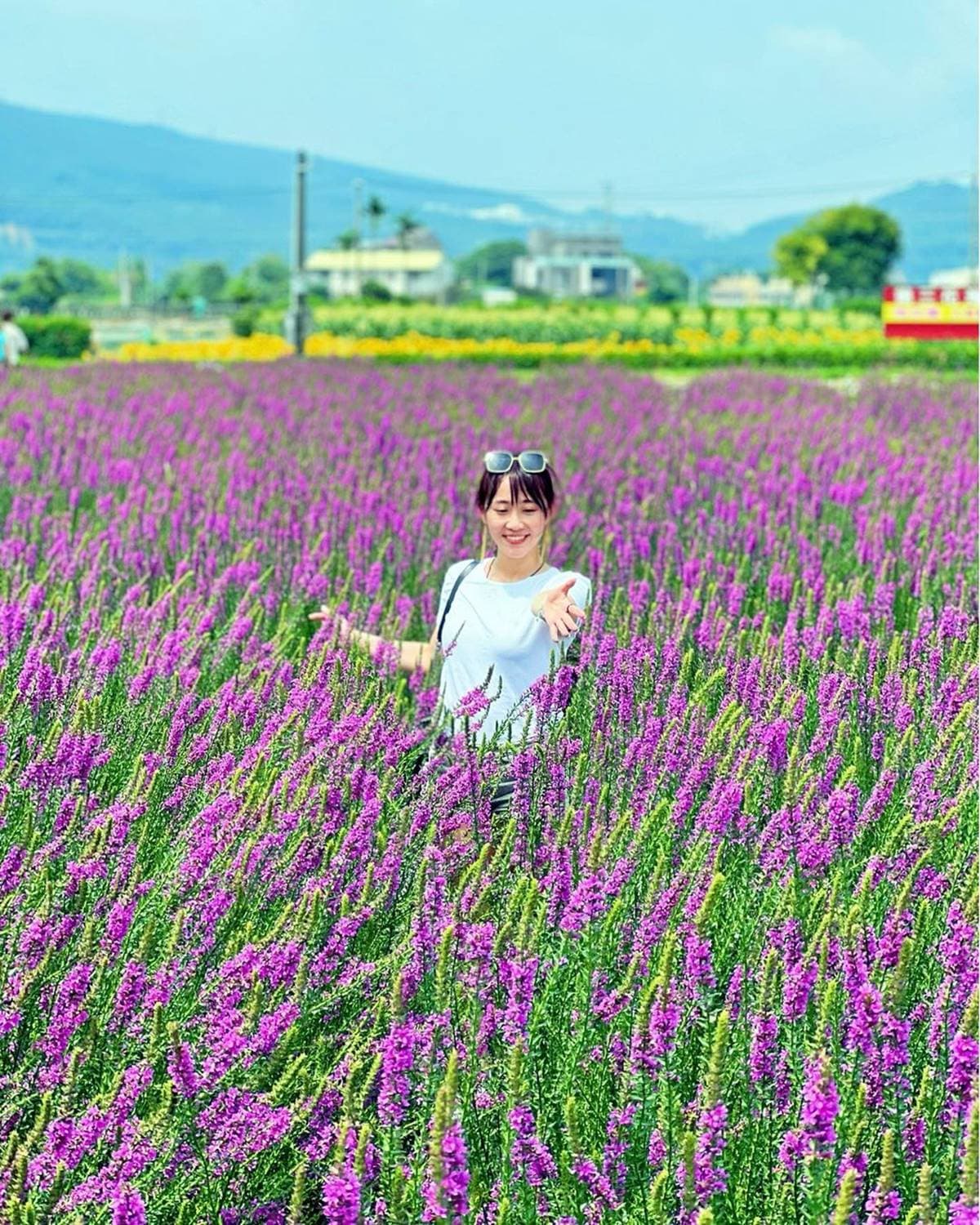 台中也有波波草!中社花市「抹茶丸子花海」洗版IG,台中人參觀享半價快衝 台中也有波波草!中社花市「抹茶丸子花海」洗版IG,台中人參觀享半價快衝