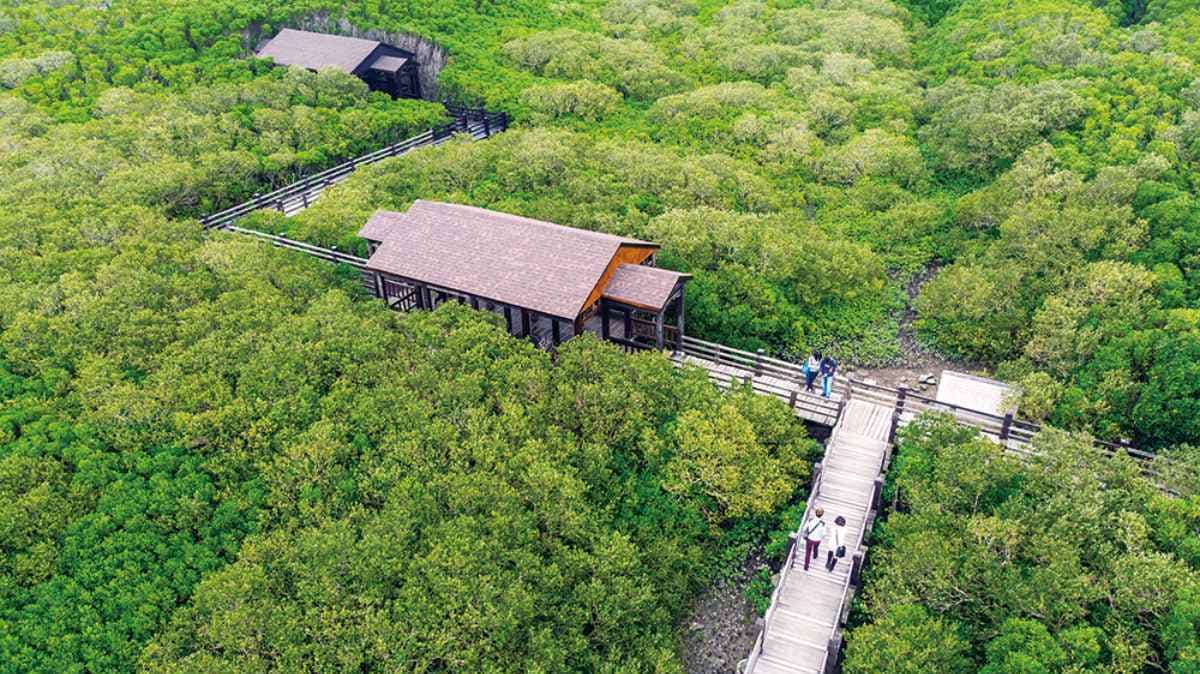 猶如樹海的新豐紅樹林十分壯觀，有如翻版「龍貓隧道」。（圖片來源：《全台旅行景點提案》）