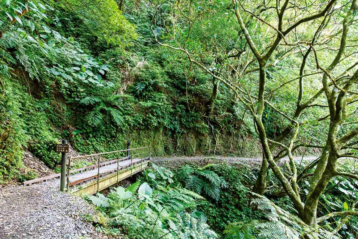 芬多精吸滿!全台5處避暑森林系景點:龍貓隧道、夢幻藍湖水、小太魯閣祕境 芬多精吸滿!全台5處避暑森林系景點:龍貓隧道、夢幻藍湖水、小太魯閣祕境