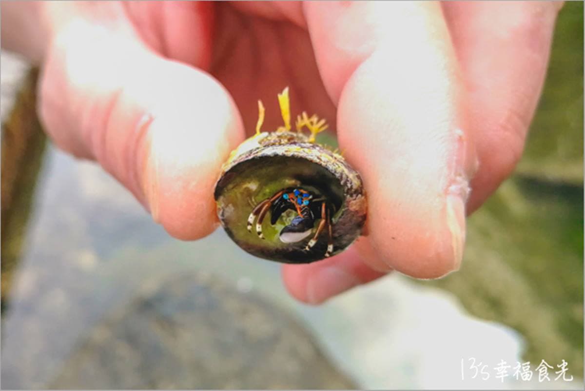 120元玩整天！貢寮「天然游泳池」爽玩浮潛、獨木舟，潮間帶觸摸水草、寄居蟹