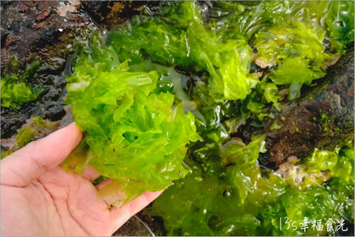 120元玩整天！貢寮「天然游泳池」爽玩浮潛、獨木舟，潮間帶觸摸水草、寄居蟹