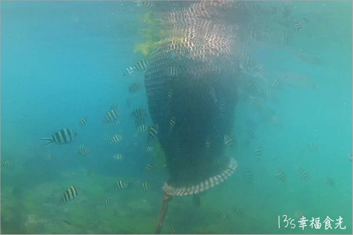 120元玩整天！貢寮「天然游泳池」爽玩浮潛、獨木舟，潮間帶觸摸水草、寄居蟹