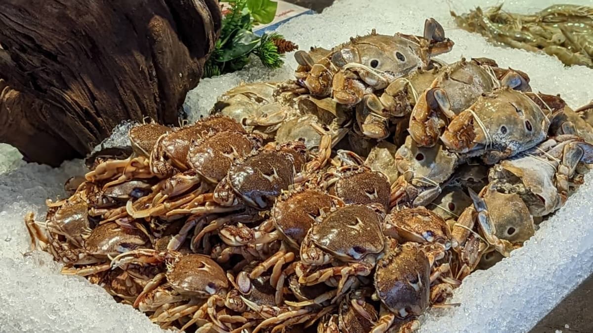 處女、天秤座吃鍋5折!千葉推「三點蟹、黃金蟹、藍蟹」無限吃,吃到飽控開嗑 處女、天秤座吃鍋5折!千葉推「三點蟹、黃金蟹、藍蟹」無限吃,吃到飽控開嗑