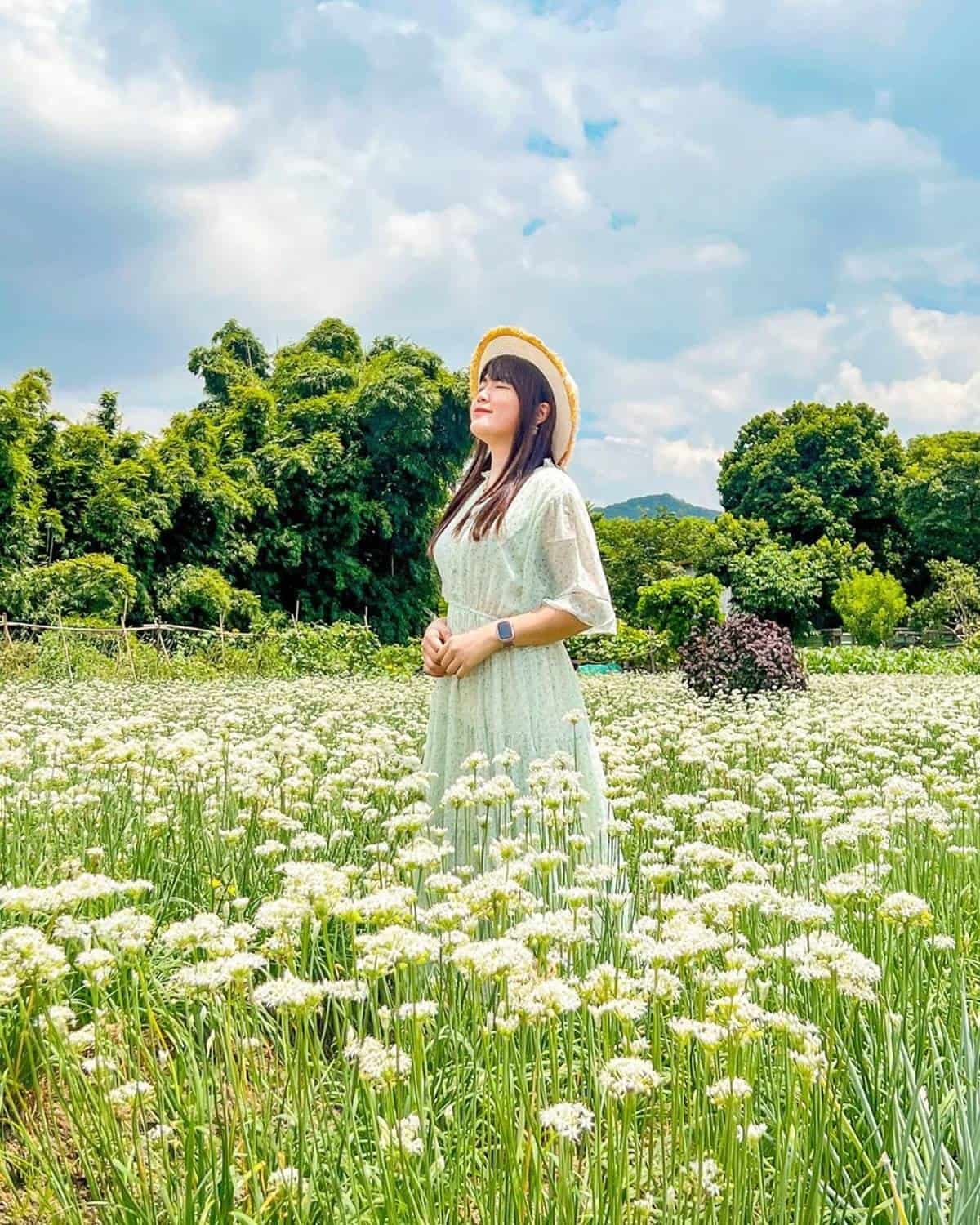 仙氣爆棚「九月雪」來了！「2022桃園韭菜花節」登場，絕美雪白花海洗版IG
