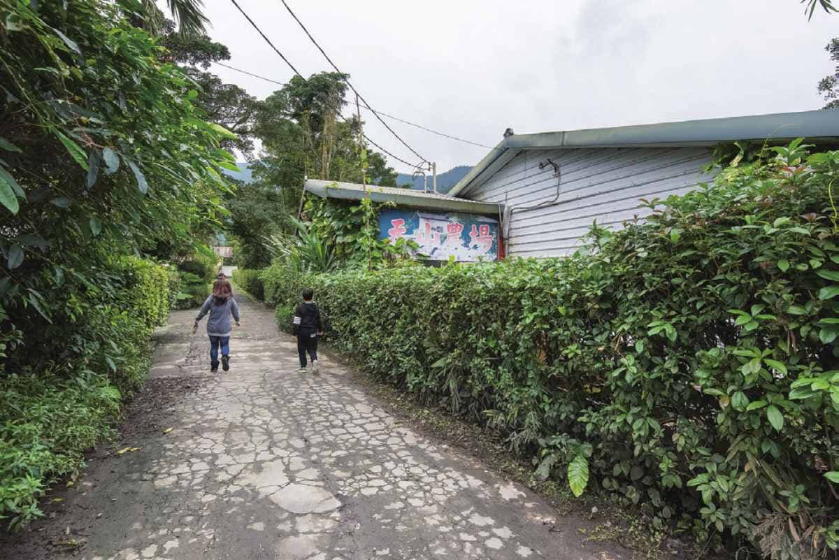 來抱小豬仔！全台首家「豬豬觀光農場」，趕豬吃草、當「小豬抱抱員」好療癒