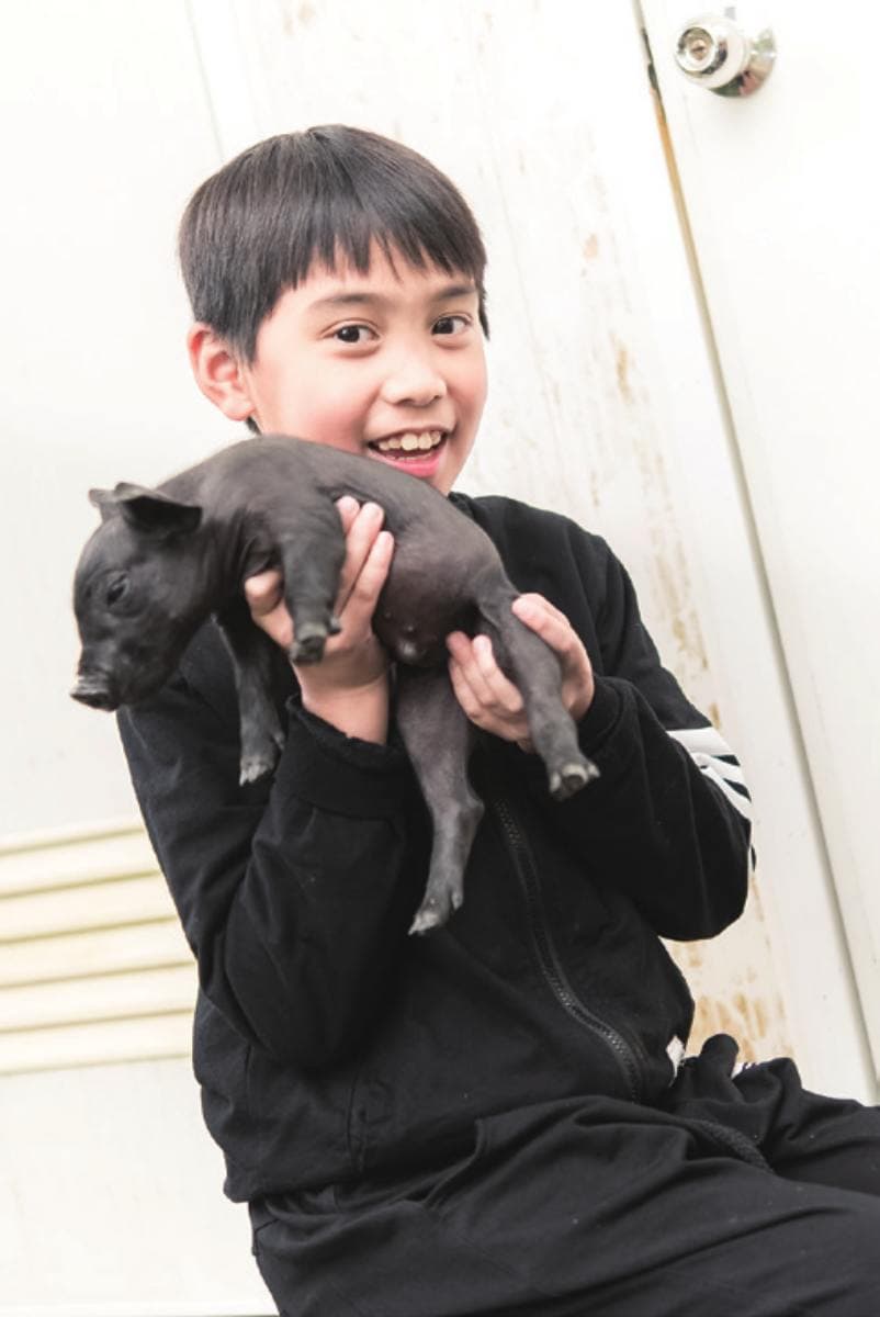 來抱小豬仔！全台首家「豬豬觀光農場」，趕豬吃草、當「小豬抱抱員」好療癒