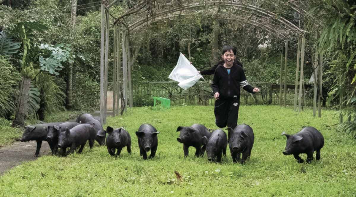 來抱小豬仔！全台首家「豬豬觀光農場」，趕豬吃草、當「小豬抱抱員」好療癒