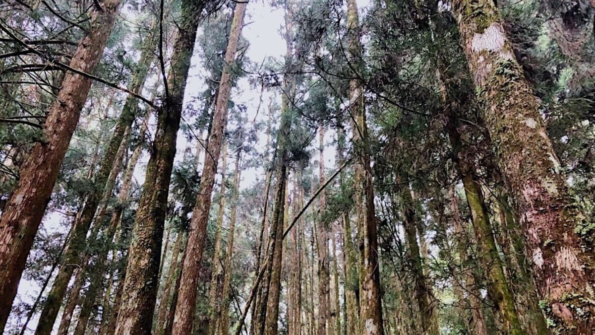 「巨木群棧道」茂密樹葉層層遮蔽住陽光，也是非常好的避暑勝地。（圖片來源：又要飛去哪！？）