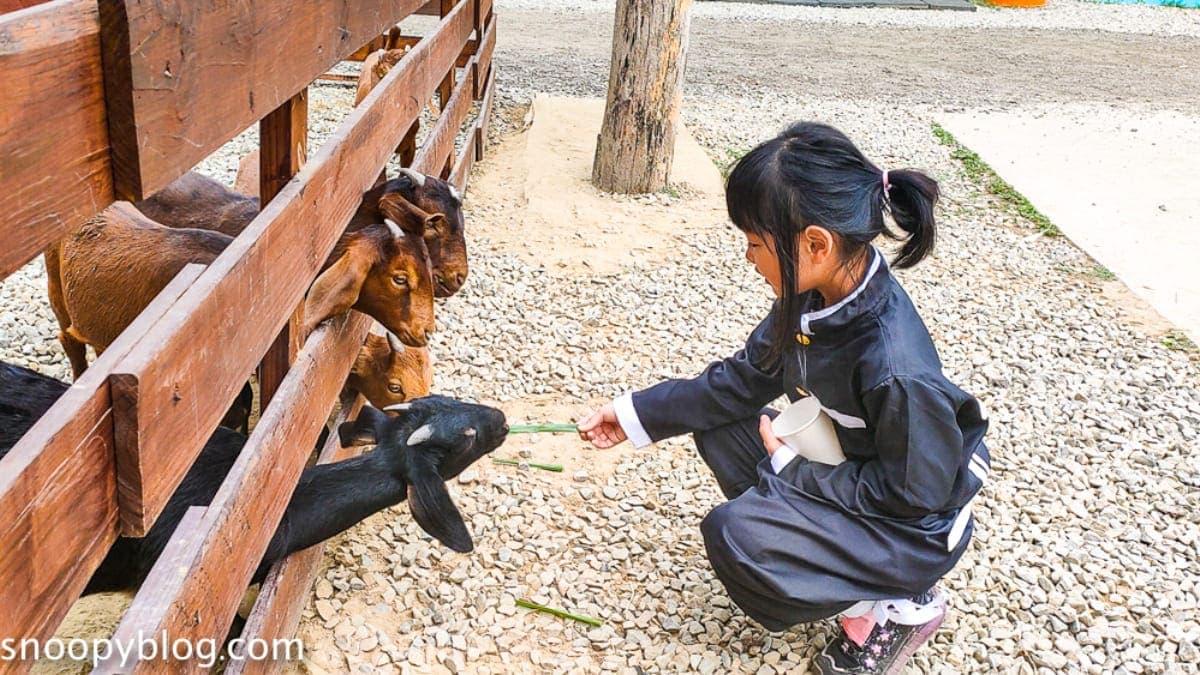 農場飼養的都是幼齒羊，往農場後方走去還有更多羊可以餵。（圖片來源：史努比遊樂園）