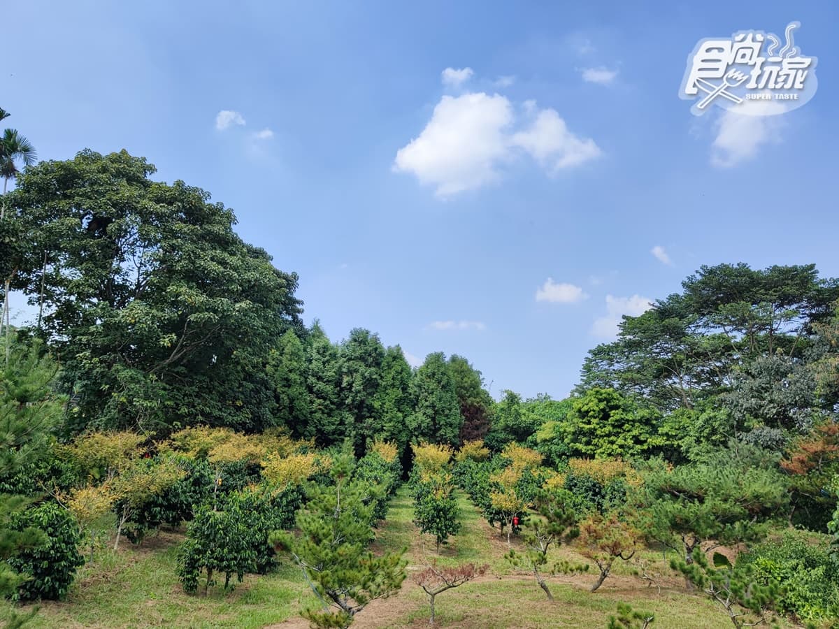 莊園種植咖啡超過3000棵。