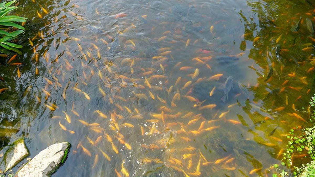 魚群在魚池裡游來游去。（圖片來源：野田咩的美食書國）
