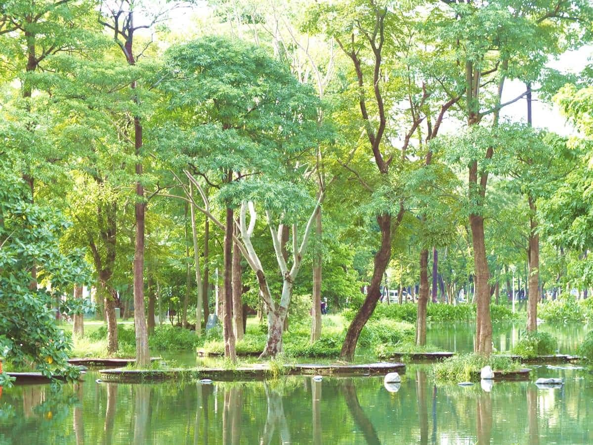 高雄最美公園!鳳山版「忘憂森林」出捷運就到,9公頃「綠色仙境」IG必打卡 高雄最美公園!鳳山版「忘憂森林」出捷運就到,9公頃「綠色仙境」IG必打卡
