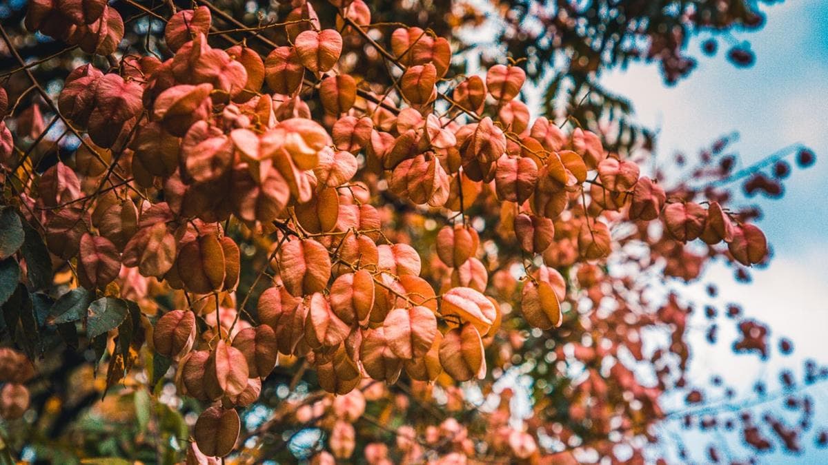 這裡的台灣欒樹相當密集，數大便是美。（圖片來源：大手牽小手玩樂趣）