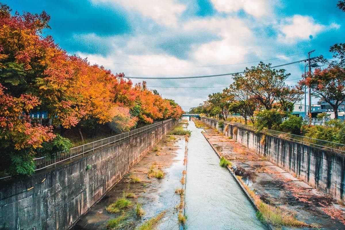 綿延２公里超壯觀！秋天「全台最美排水溝」欒樹滿開，「四色樹祕境」美到炸
