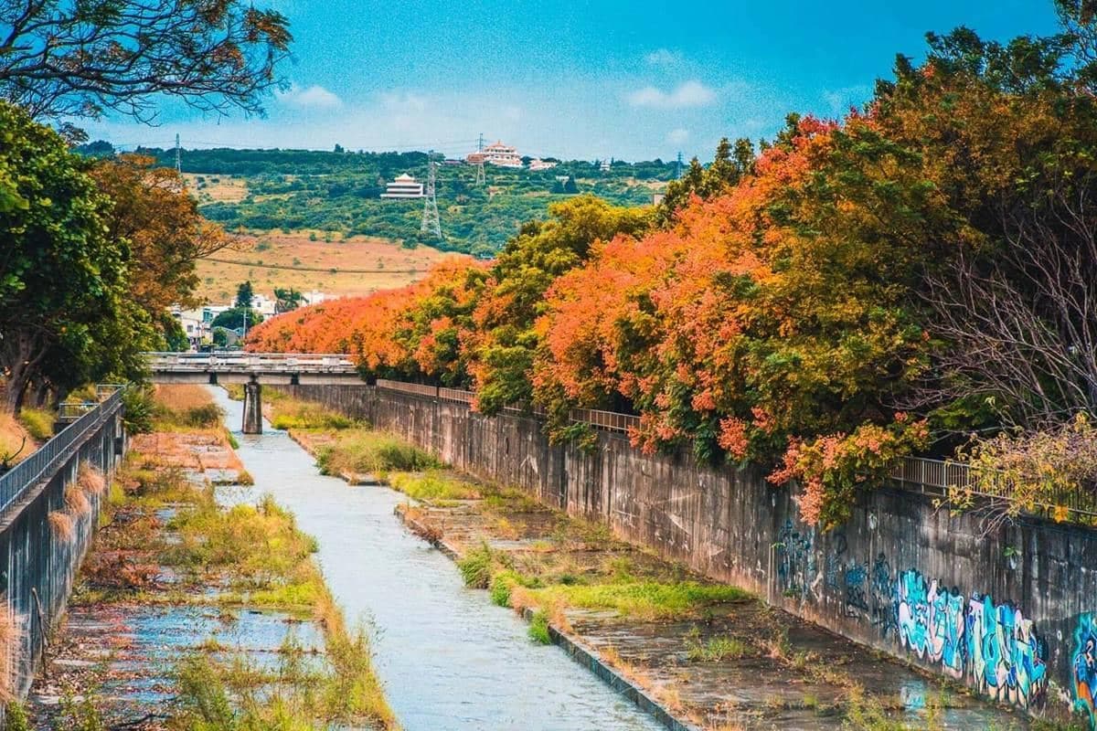 綿延２公里超壯觀！秋天「全台最美排水溝」欒樹滿開，「四色樹祕境」美到炸