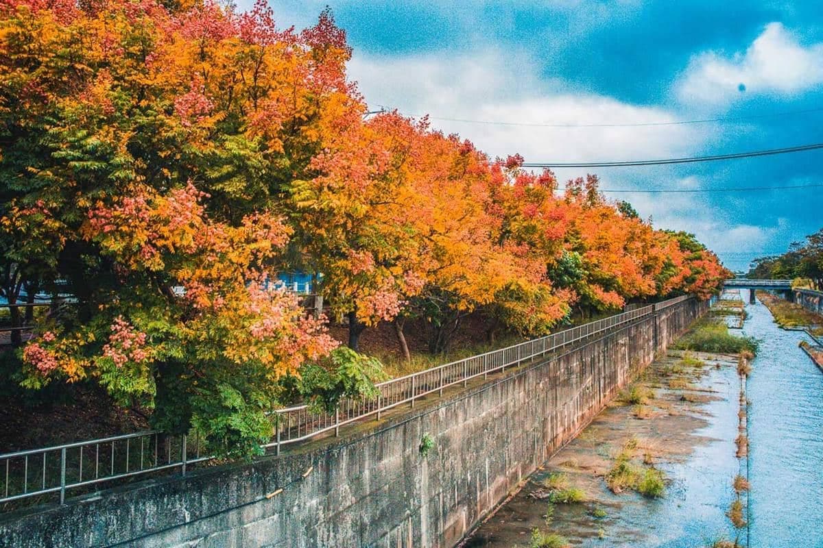 綿延２公里超壯觀！秋天「全台最美排水溝」欒樹滿開，「四色樹祕境」美到炸