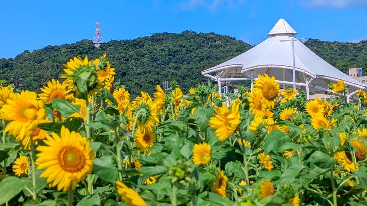 大佳河濱公園每年11月初也可以美拍向日葵花海。（圖片來源：依娃旅行小確幸）
