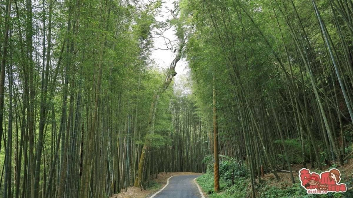 「瑞里綠色隧道」被譽為「台版京都竹林小徑」。（圖片來源：熱血玩台南。跳躍新世界）