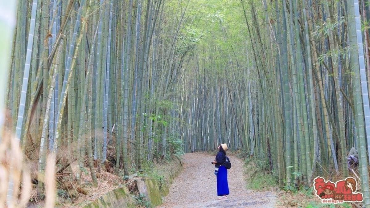 沿途中會遇到孟宗竹、桂竹、柳杉林和鳳凰木等植物。（圖片來源：熱血玩台南。跳躍新世界）