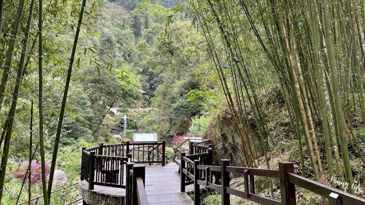 繼續往上走，就進入了竹林的木棧道中。（圖片來源：雙子喵玩樂旅行PennyLife）