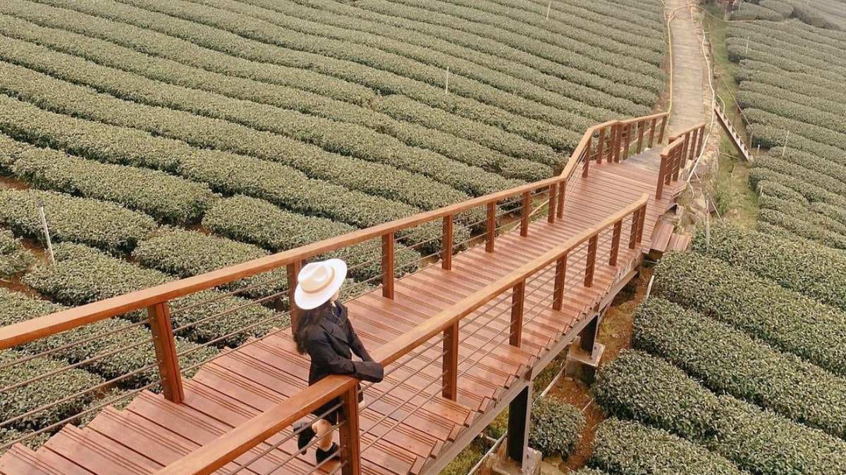 「花石溪步道」位於嘉義梅山鄉，是平坦好走的茶園步道。（圖片來源：IG@shuyin1122）