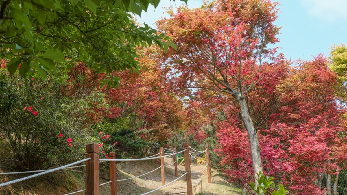 園內設有１條賞楓步道，隨處可見美麗的紅葉。（圖片來源：桃桃's旅人手札）