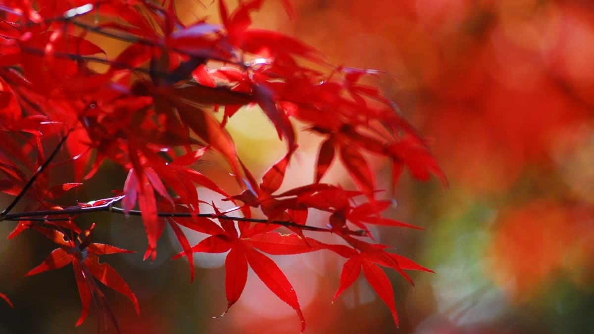 賞楓是入秋必打卡的盛事。（圖片來源：晶華國際酒店集團）