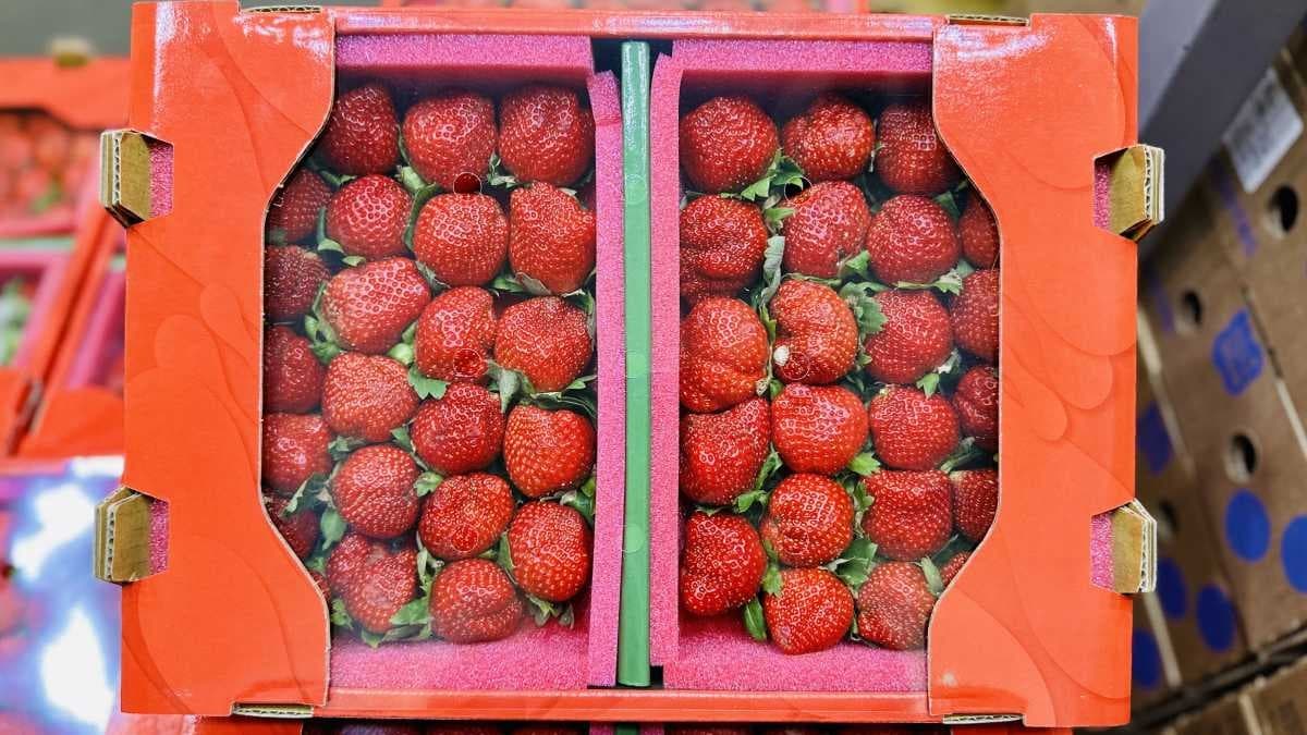 比現採還便宜！好市多鮮甜多汁「大湖香水草莓」上架，１公斤450元有找