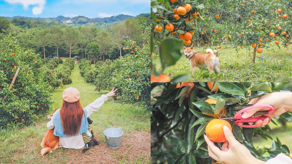 冬天不只採草莓！秒飛「台版濟州島」採橘祕境， 100元橘子無限吃到飽超佛