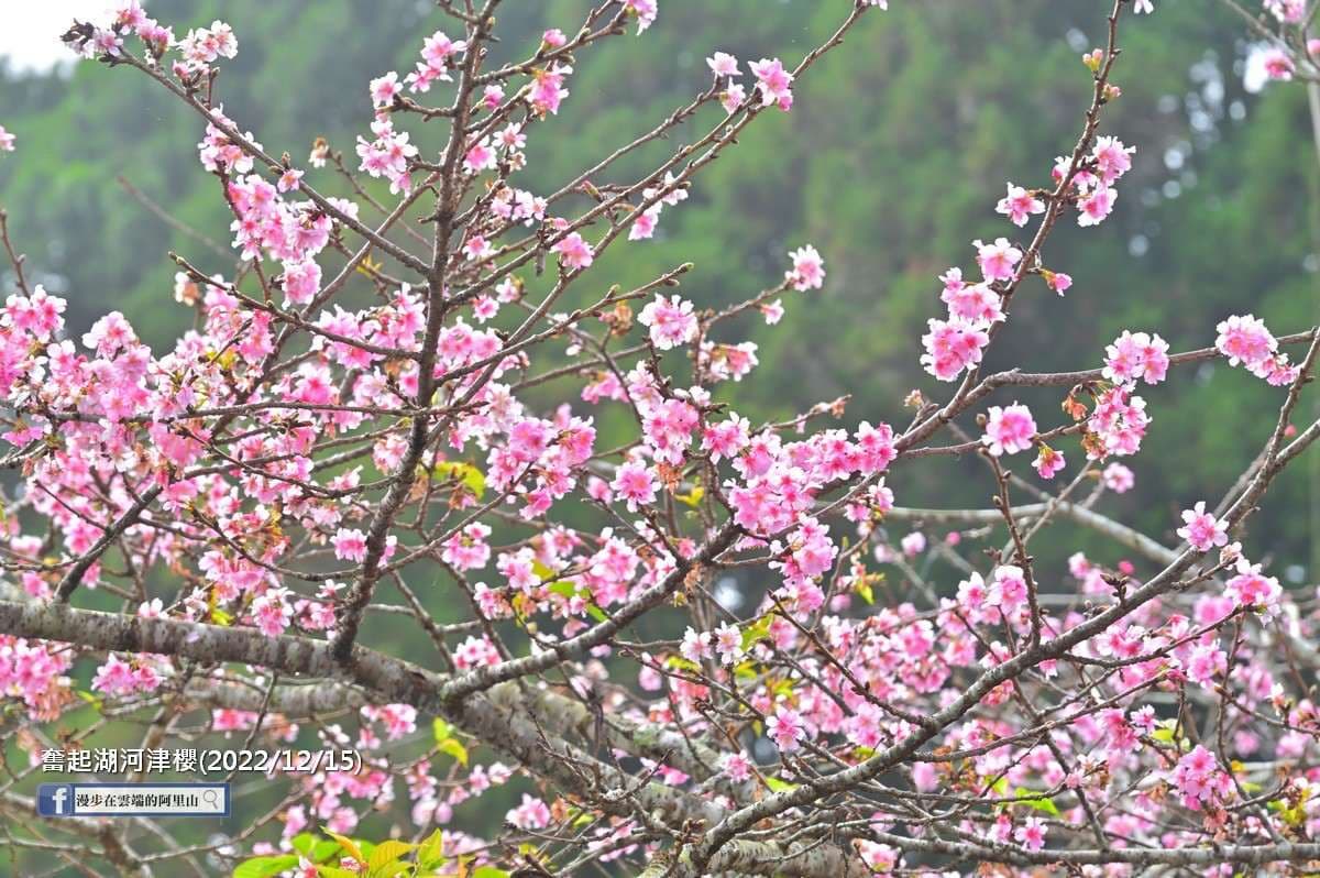 寒流來襲櫻花開了！阿里山「河津櫻」提早開，年底追花一次賞楓紅＋粉櫻