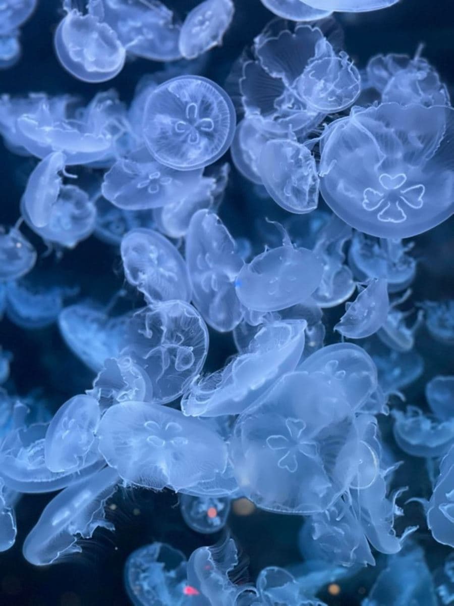 免衝水族館擠人！超低調「火鍋界Xpark」藏夢幻水母牆，爽嗑爆量蛤蜊、A5和牛