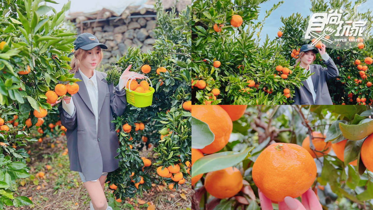 IG、小紅書美照拍到飽！開箱濟州島「千坪柑橘園」，現採鮮甜柑橘不限時任吃