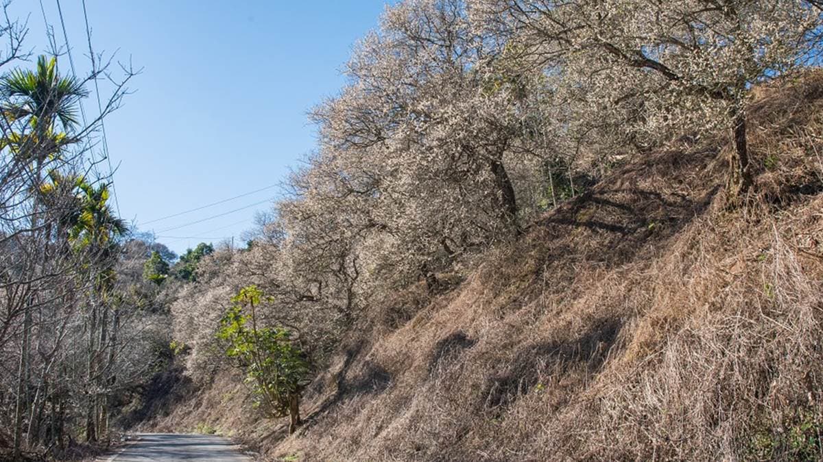 道路兩側都是梅花，非常壯觀。（圖片來源：假日農夫愛趴趴照）