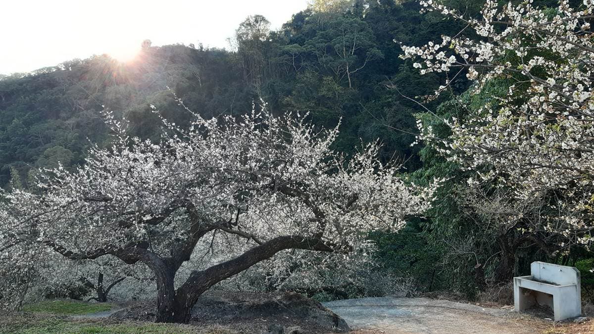 陽光灑落在梅花樹梢間，也是美到不行。（圖片來源：牛稠坑驛站）