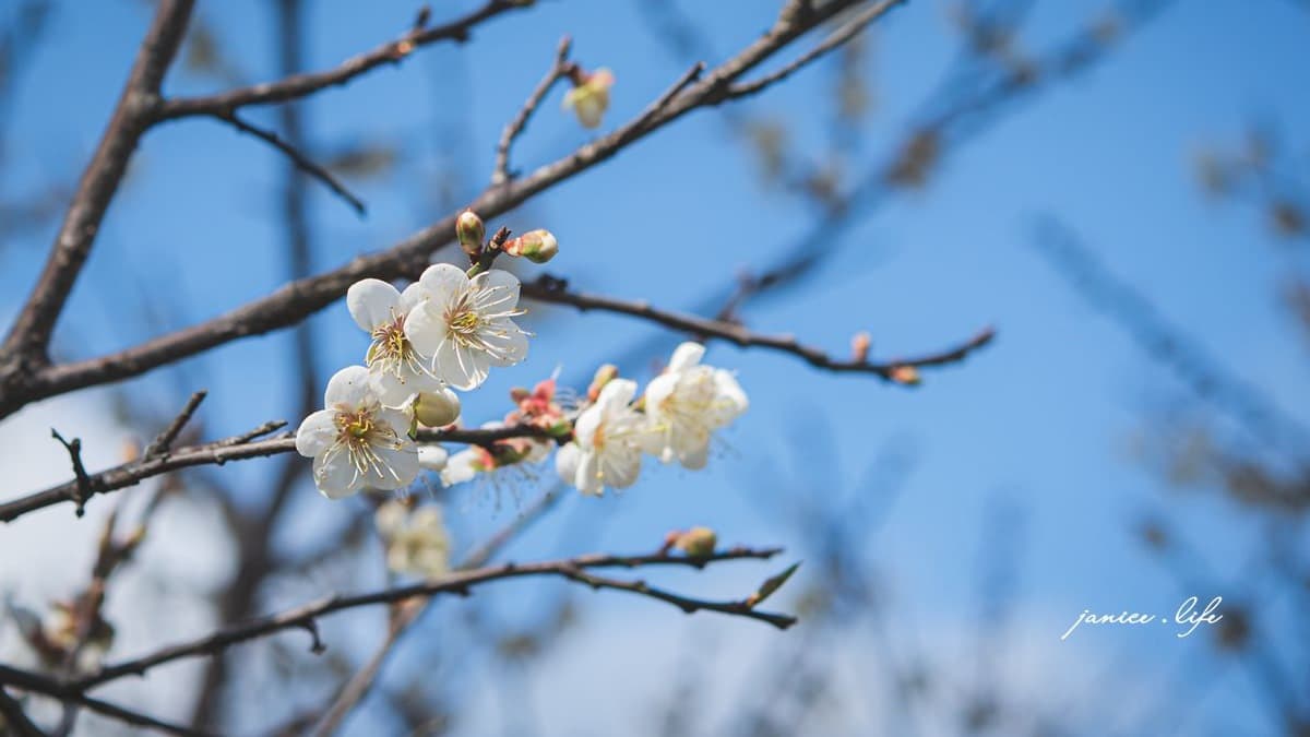 園內種植了許多年歲已久的梅樹。（圖片來源：潔妮食旅生活）