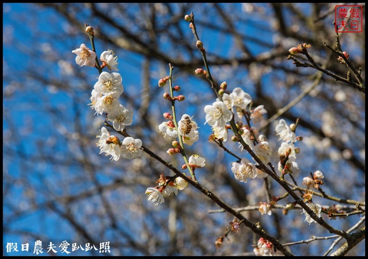 朝聖第一波「梅雪」！５處絕美賞梅仙境：占地15公頃、4000棵梅樹齊放