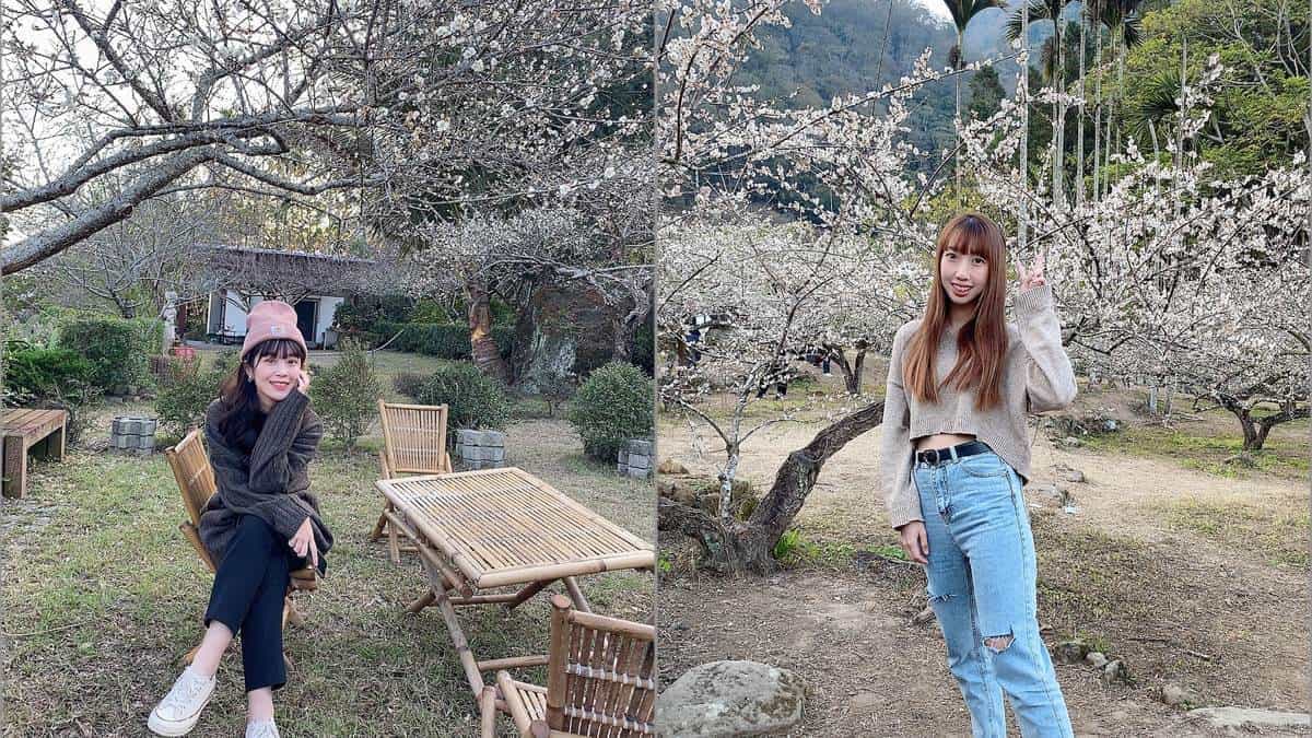 朝聖第一波「梅雪」！５處絕美賞梅仙境：占地15公頃、4000棵梅樹齊放