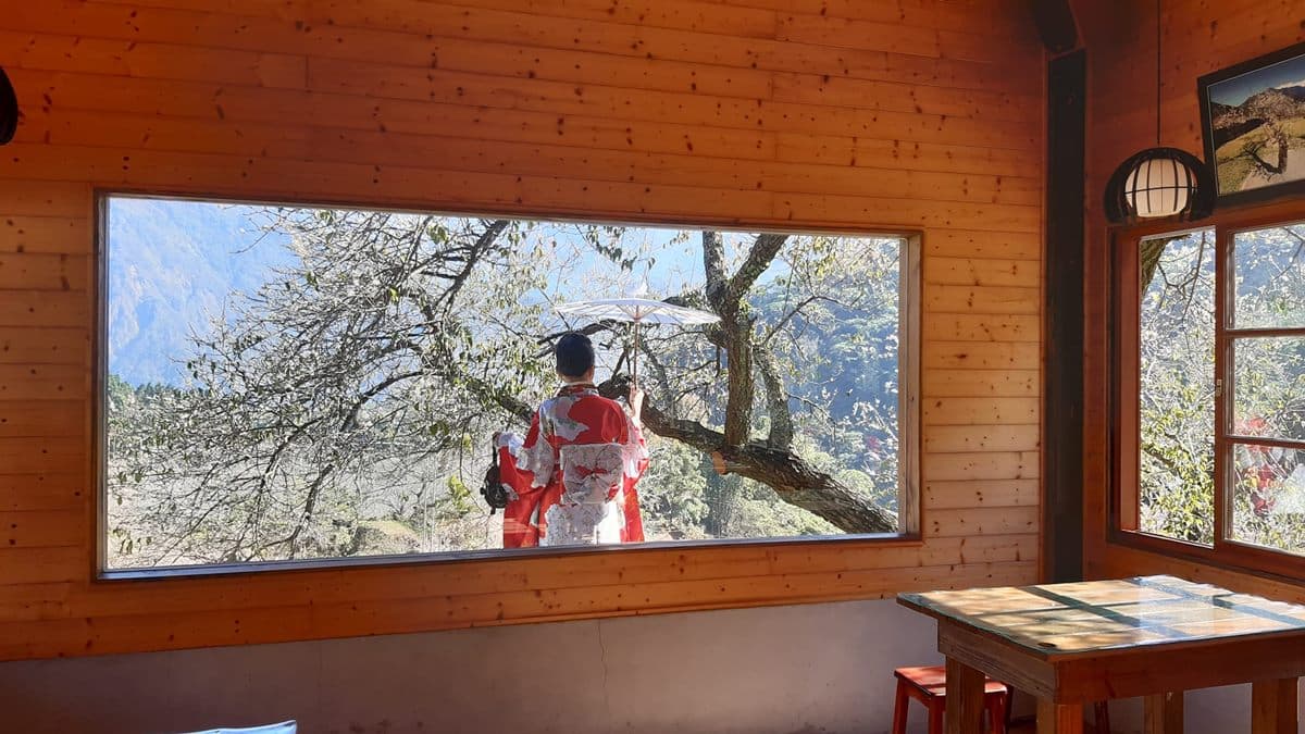 朝聖第一波「梅雪」！５處絕美賞梅仙境：占地15公頃、4000棵梅樹齊放