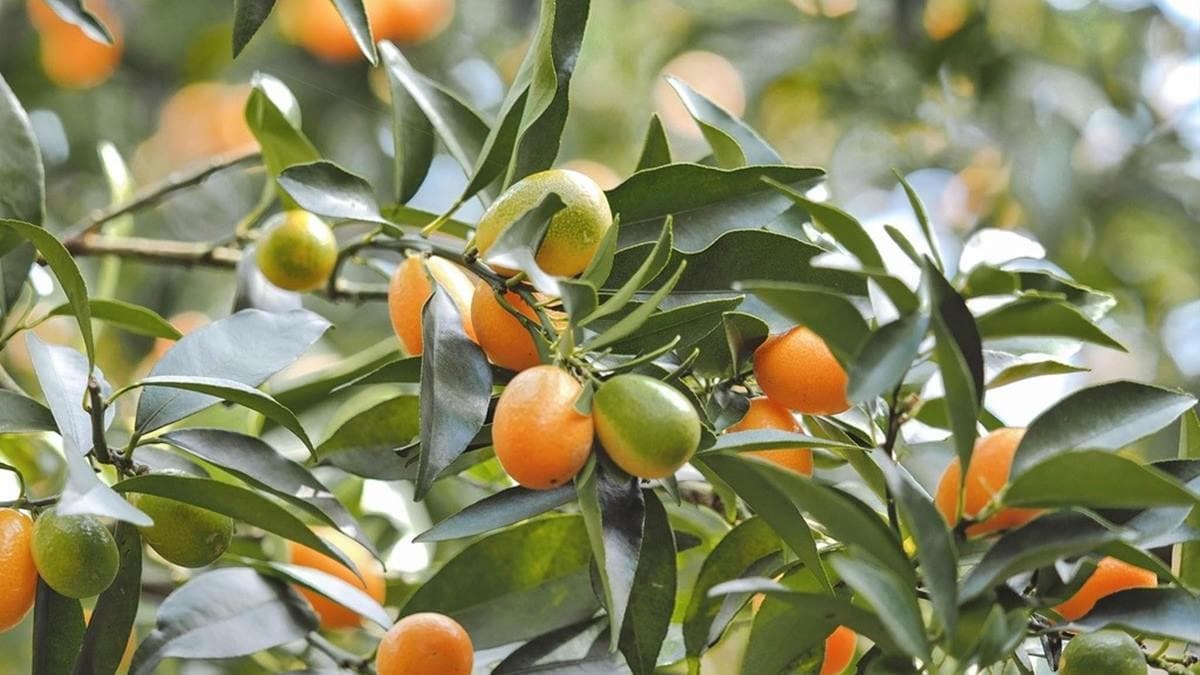 採橘祕境還有種植金桔，可以回家醃製成蜜餞。（圖片來源：蔣妮の冰斗人生│食‧旅‧寵‧樂）
