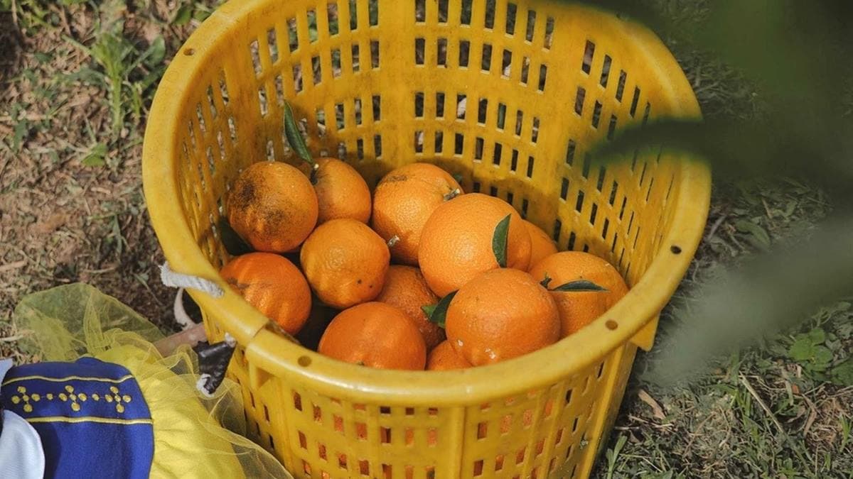 老闆佛心經營不漲價，採到漂亮的橘子，送禮也很有面子。（圖片來源：蔣妮の冰斗人生│食‧旅‧寵‧樂）