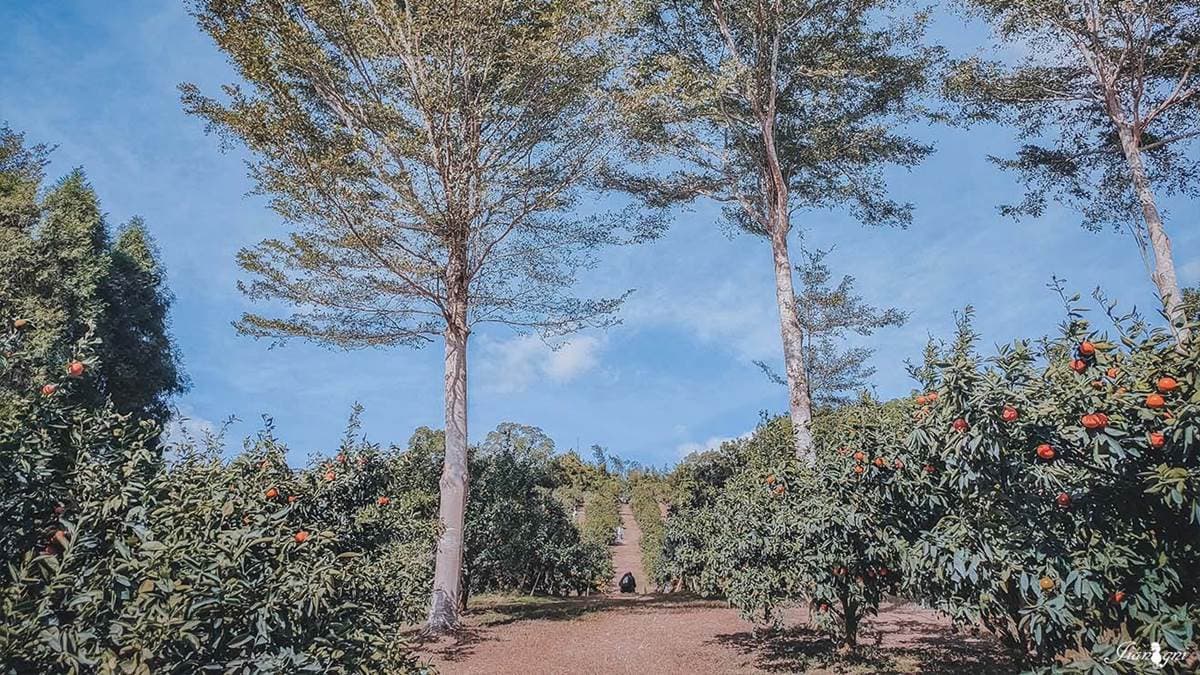 「桔滿緣寶山農場」擁有「台版濟州島」美名。（圖片來源：蔣妮i拍）