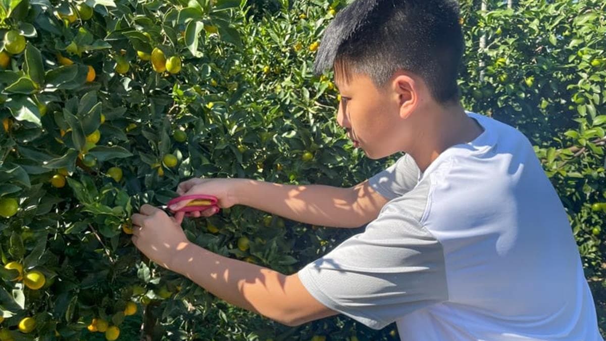 「文興觀光果園」為山坡地形，建議穿舒適的鞋子前往。（圖片來源：mylovefamily）