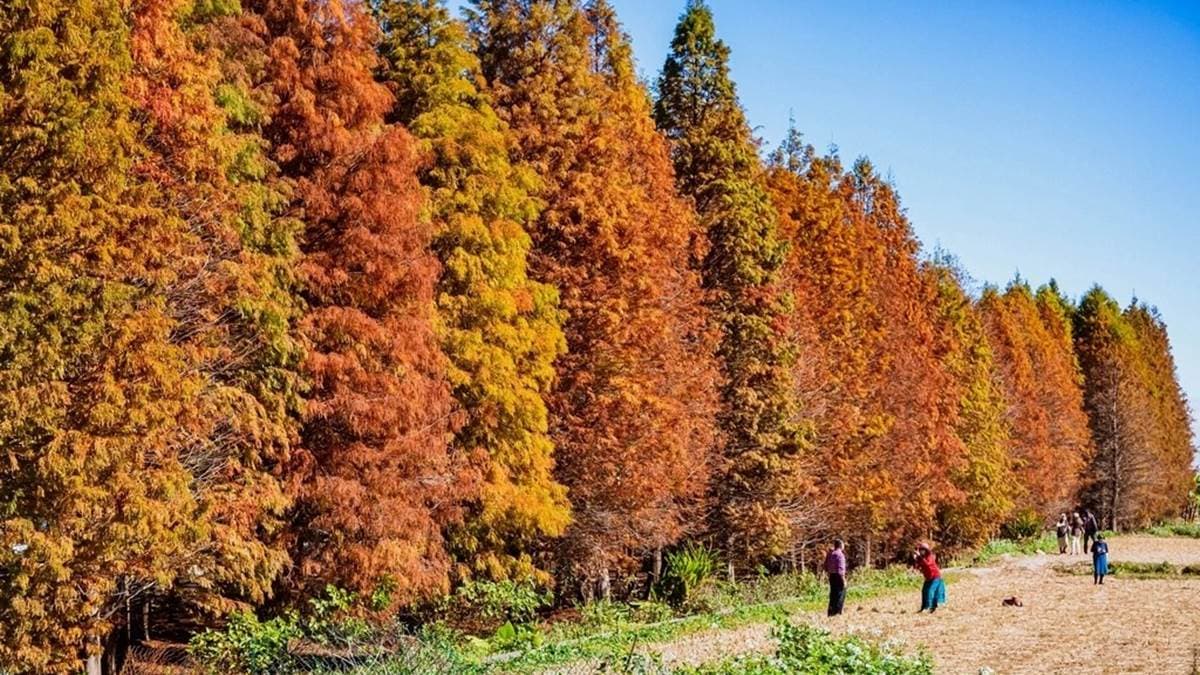 落羽松林搭配周邊收割稻田的風景，真的很美。（圖片來源：愛伯特吃喝玩樂全記錄）