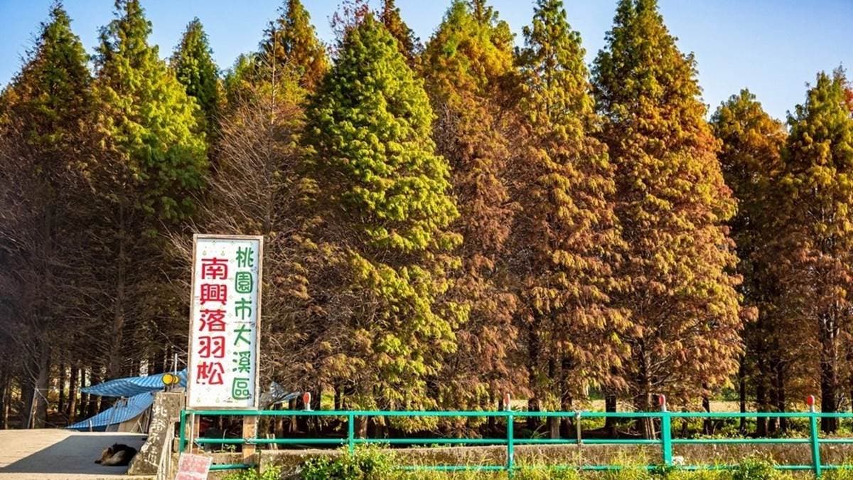 入口處寫著「桃園市大溪區南興落羽松」。（圖片來源：愛伯特吃喝玩樂全記錄）
