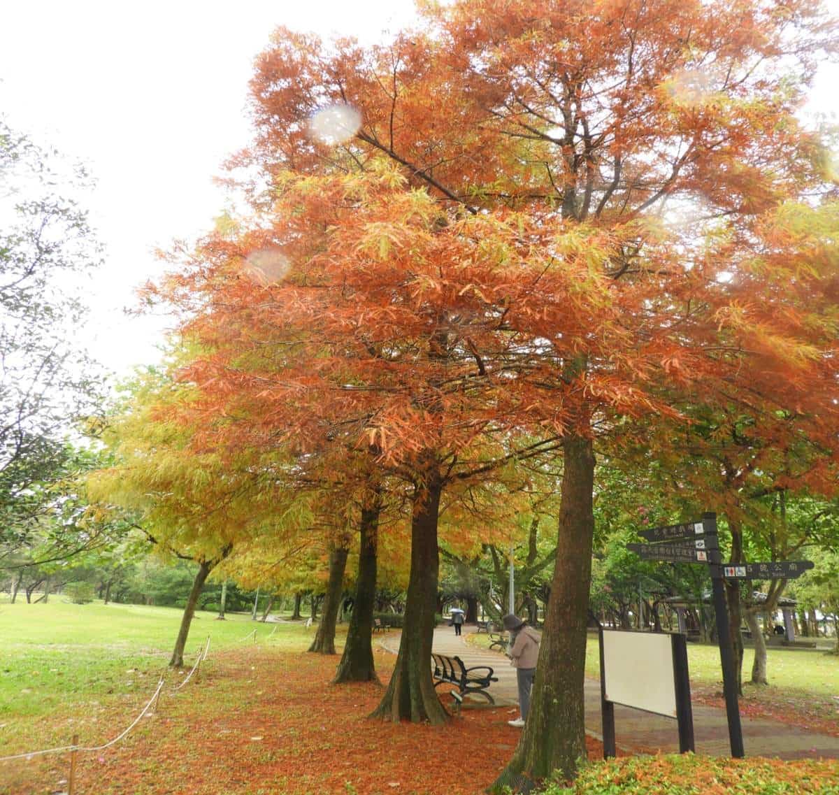 搭捷運就能朝聖！衝「大安森林公園」賞漸層落羽松，搭配木棧道湖景浪漫爆棚
