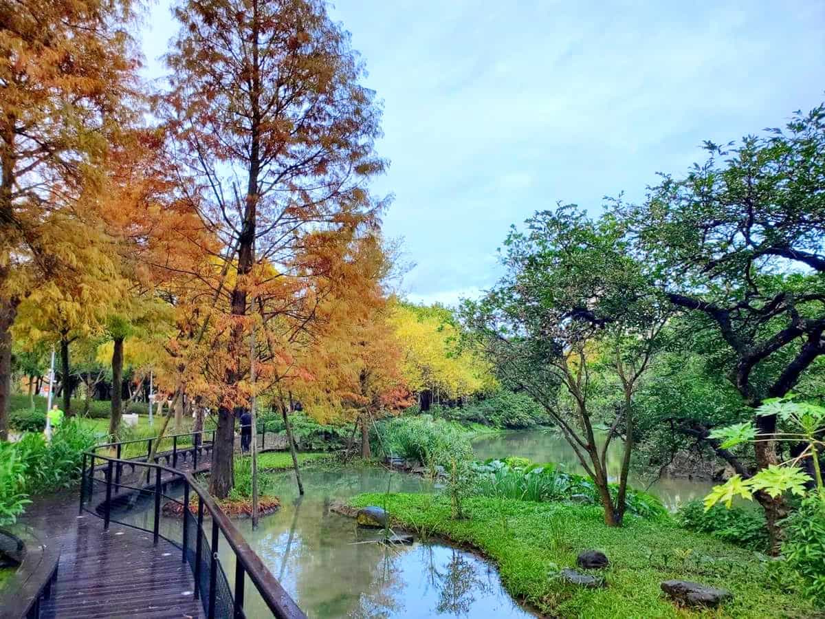 搭捷運就能朝聖！衝「大安森林公園」賞漸層落羽松，搭配木棧道湖景浪漫爆棚