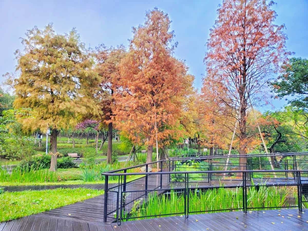搭捷運就能朝聖！衝「大安森林公園」賞漸層落羽松，搭配木棧道湖景浪漫爆棚
